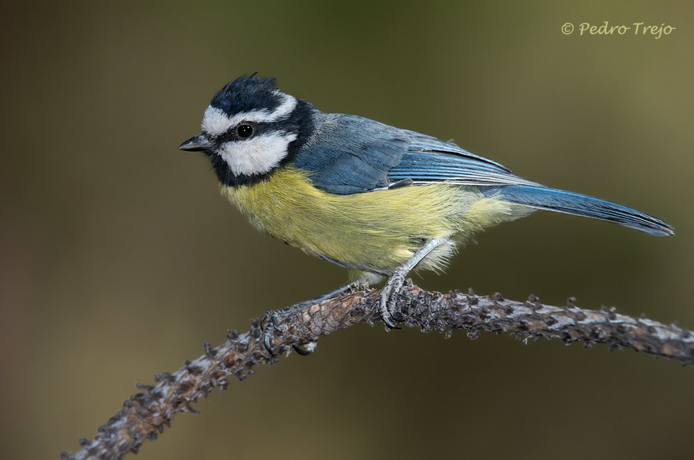 Herrerillo norteafricano (Parus teneriffae)